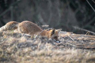 野外觅食的狐狸