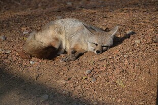 地面休憩的狐獴
