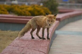 墙头站立的野生狐狸