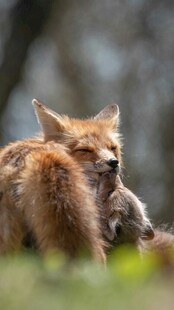 狐狸叼着猎物