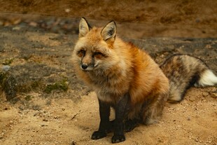 野外蹲坐的红狐狸