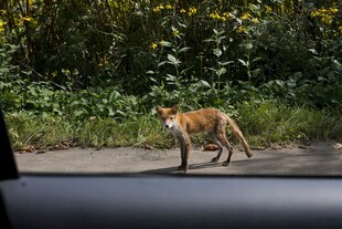 公路上行走的野生狐狸