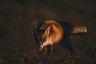 暗夜中觅食的红狐狸