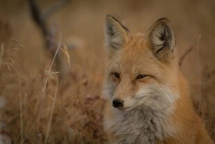 田野中的红狐狸