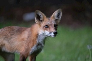 野外站立的红狐狸
