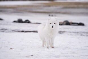 雪地中的白色萨摩耶犬