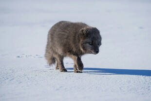 雪地中的灰毛狐狸