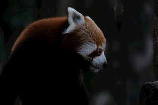 小熊猫低头特写