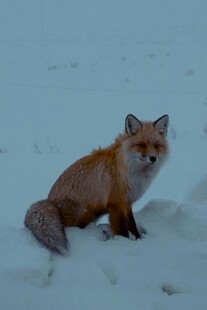 雪地中的赤狐
