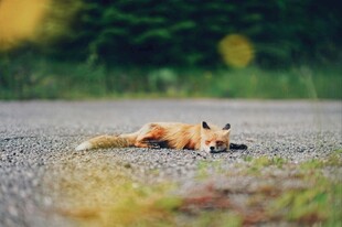 公路上休憩的狐狸