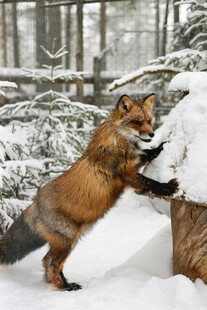 雪地中站立的狐狸