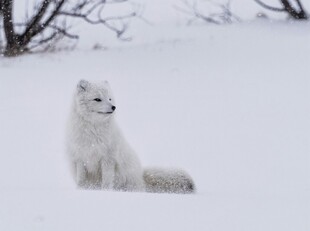 雪地中的白色狐狸