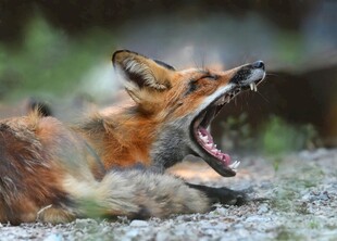 张嘴咆哮的野生狐狸