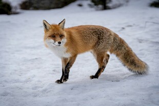 雪地中的赤狐