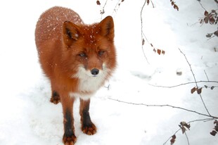 雪地中的红狐狸