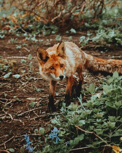 野外觅食的红狐狸