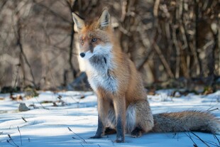 雪地中的红狐狸