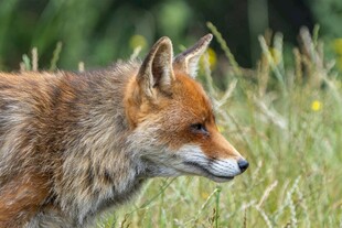 田野中的红狐狸
