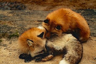 亲昵狐狸母子温馨画面