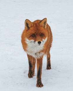 雪地中的赤狐