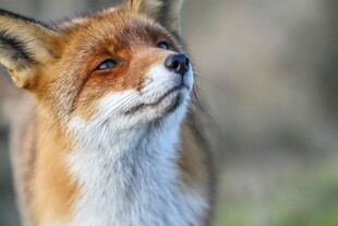 仰头的红狐狸