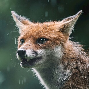 雨中的红狐狸