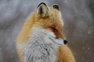 雪地中的赤狐回首