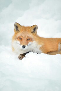 雪地中休憩的可爱红狐