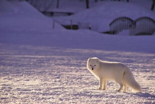 雪地中的白色狐狸