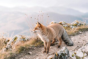 山巅上的红狐