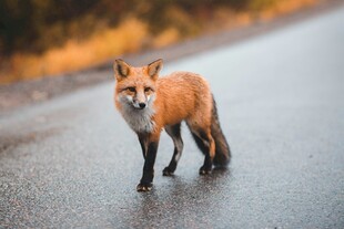 雨中漫步的红狐狸