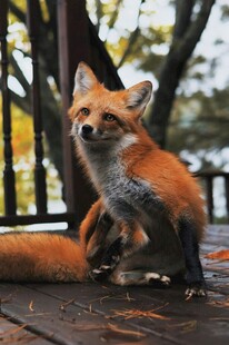 可爱红狐立于木质平台