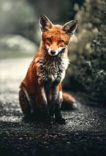 路边的红狐狸