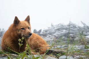 荒野中的棕色犬