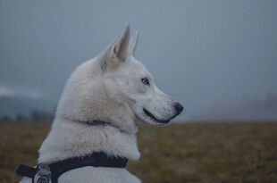 白色立耳犬户外侧影