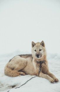雪地中休憩的帅气犬只