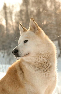 雪地中的柴犬