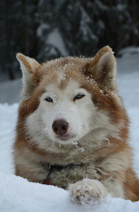 雪地中惬意的哈士奇