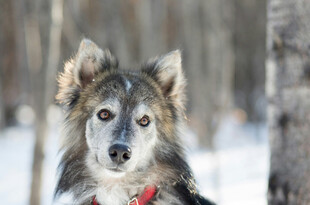 雪地中的可爱混种犬