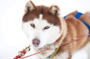 雪地中的帅气哈士奇