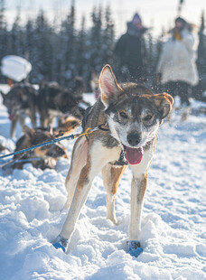雪地中的欢快拉雪橇犬