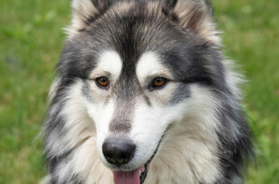 阿拉斯加犬特写