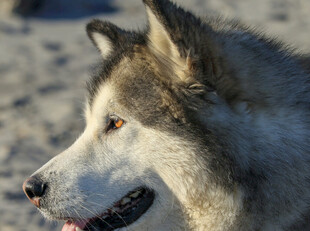 阿拉斯加犬特写