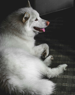 趴着的白色萨摩耶犬