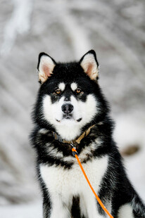 雪地中的黑白萌犬