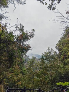 山林绿树景观
