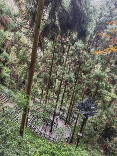 森林中的空中步道景观