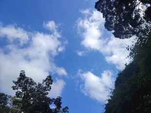 蓝天绿树间的白云美景