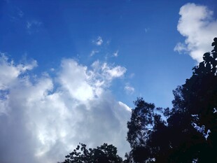 蓝天绿树间的白云美景