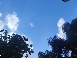 蓝天绿树间的清新景致